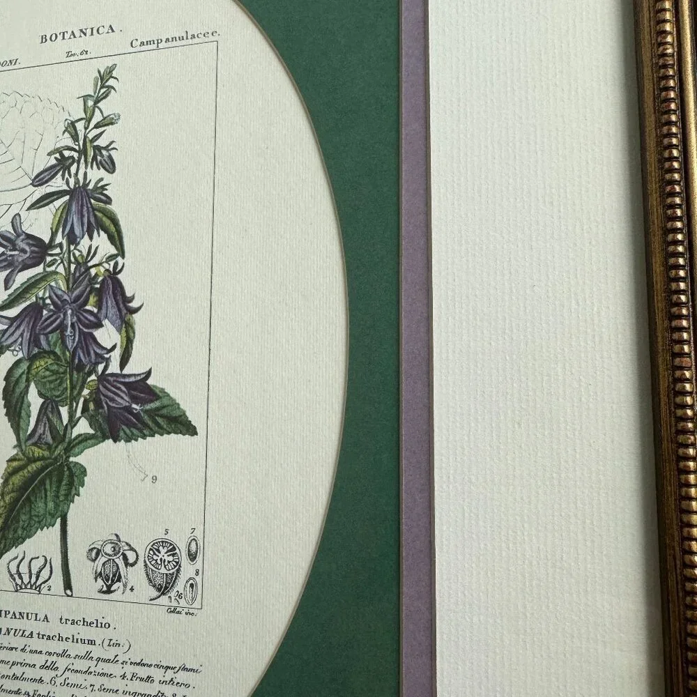 Vintage Reproduction Litho Florales Botanical Art CAMPANULA Framed